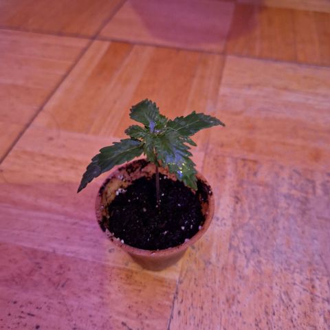 Ak 420 growlog timeline photo