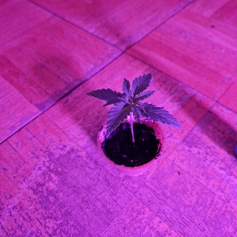 Ak 420 growlog timeline photo
