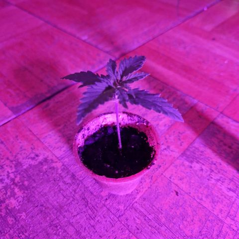 Ak 420 growlog timeline photo