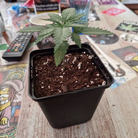 Ak 420 growlog timeline photo