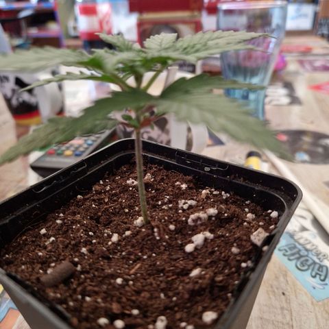 Ak 420 growlog timeline photo