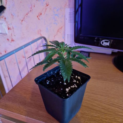 Ak 420 growlog timeline photo