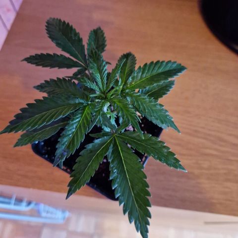 Ak 420 growlog timeline photo