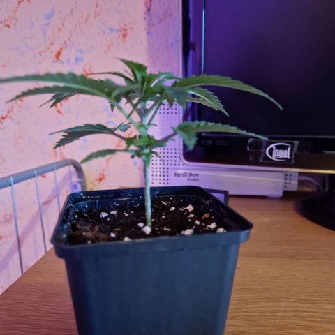 Ak 420 growlog timeline photo