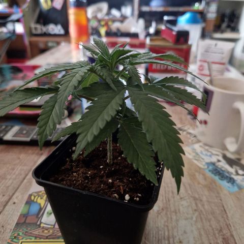 Ak 420 growlog timeline photo