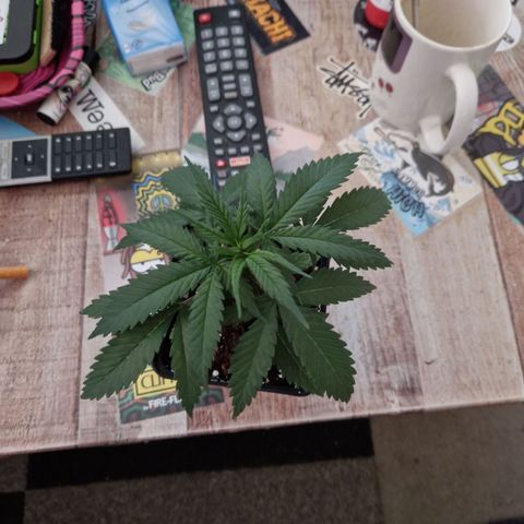 Ak 420 growlog timeline photo