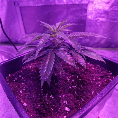 Ak 420 growlog timeline photo