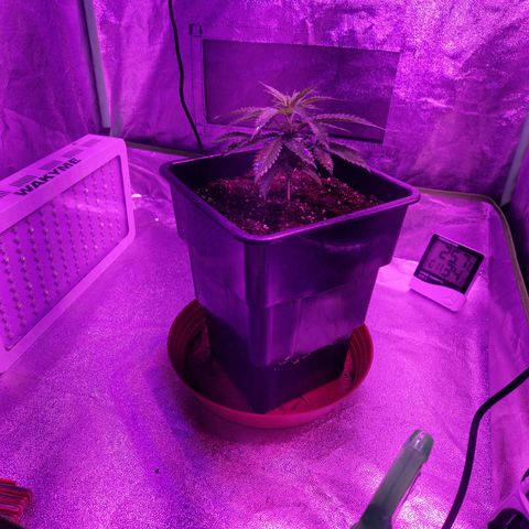 Ak 420 growlog timeline photo