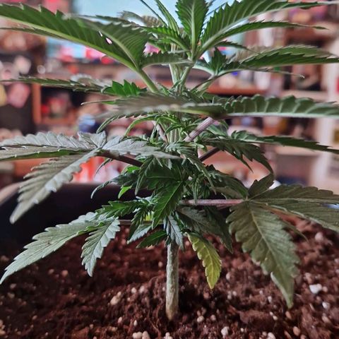 Ak 420 growlog timeline photo