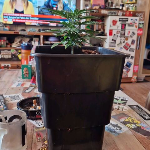 Ak 420 growlog timeline photo