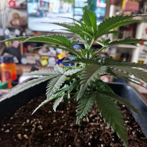 Ak 420 growlog timeline photo