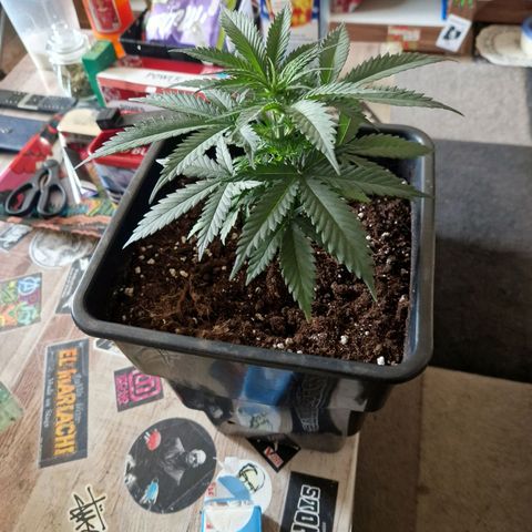 Ak 420 growlog timeline photo