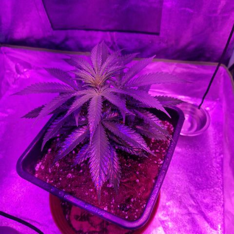 Ak 420 growlog timeline photo