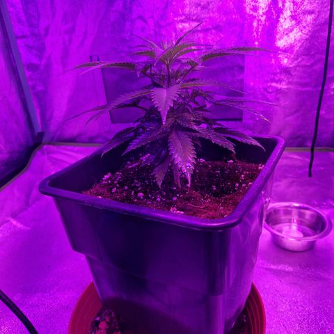 Ak 420 growlog timeline photo