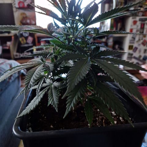 Ak 420 growlog timeline photo
