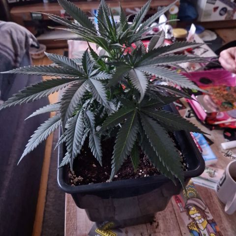 Ak 420 growlog timeline photo