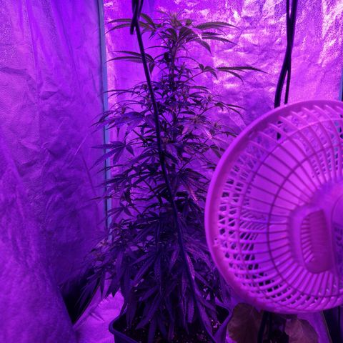 Ak 420 growlog timeline photo