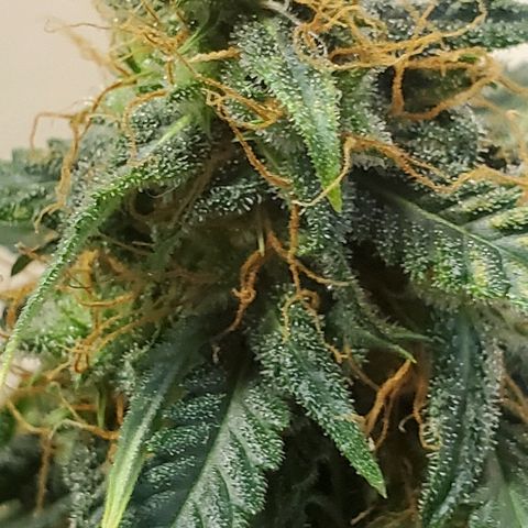 Tangie growlog photo: Mostly milky
