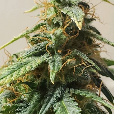 Tangie growlog photo: Mostly milky