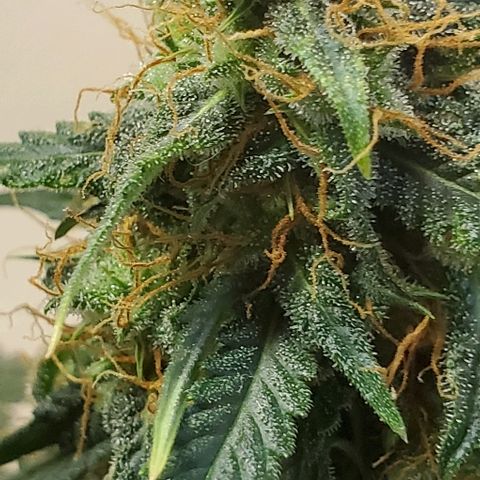 Tangie growlog timeline photo