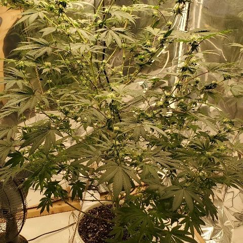 Durbie growlog timeline photo