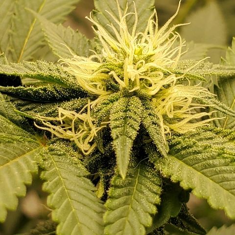 Durbie growlog timeline photo