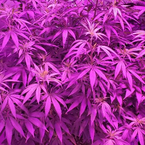 Leia growlog timeline photo