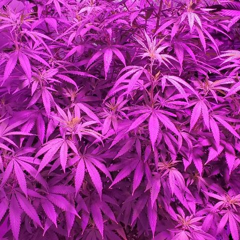 Leia growlog timeline photo