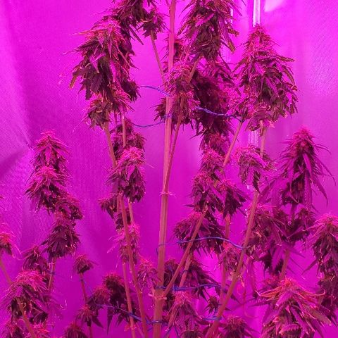 Tangie growlog timeline photo