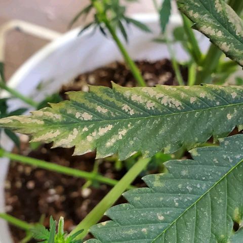 Tangie growlog photo: A day or two after watering with extremely low ph and too many nutes