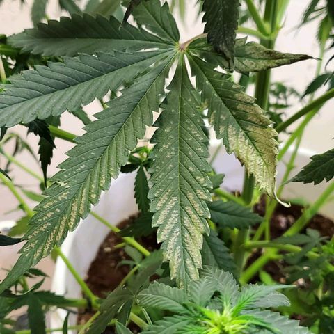 Tangie growlog photo: A day or two after watering with extremely low ph and too many nutes
