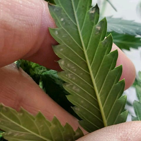 Tangie growlog photo: A day or two after watering with extremely low ph and too many nutes
