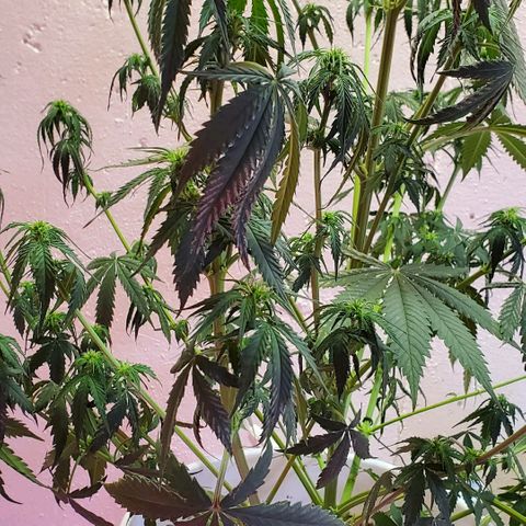 Tangie growlog photo: A day or two after watering with extremely low ph and too many nutes