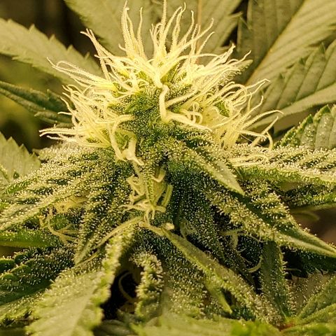 Durbie growlog timeline photo