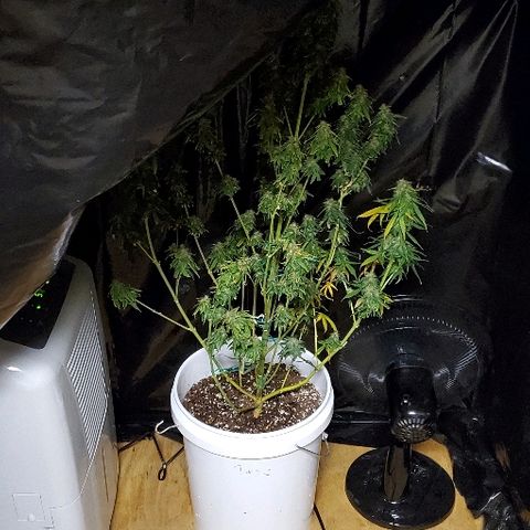 Tangie growlog timeline photo