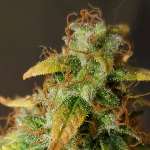 Tangie growlog timeline photo