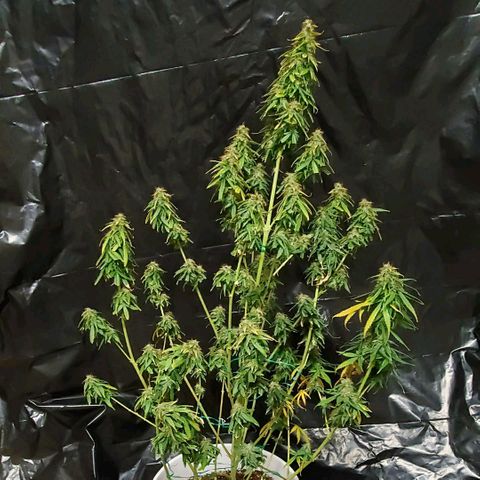 Tangie growlog timeline photo