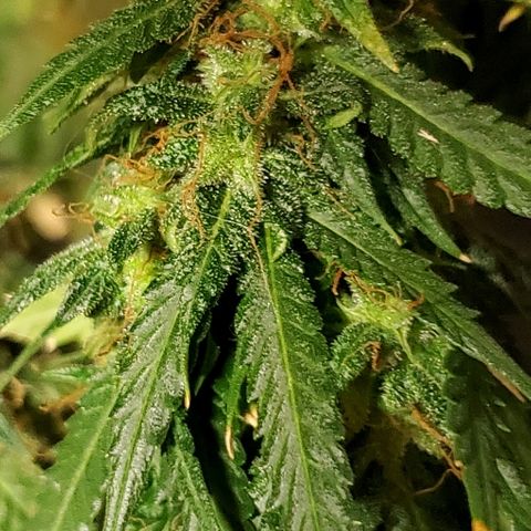 Tangie growlog timeline photo
