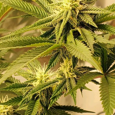 Durbie growlog timeline photo