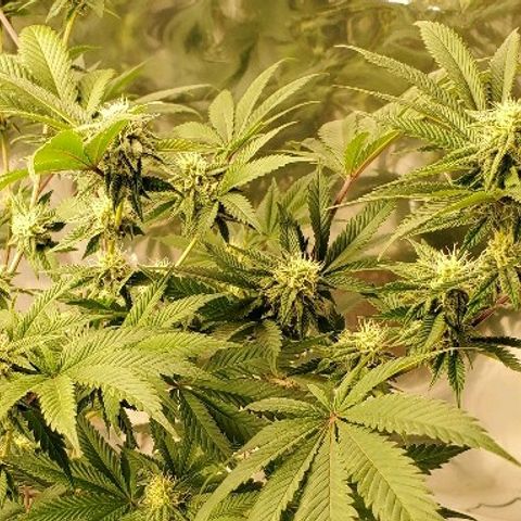 Durbie growlog timeline photo