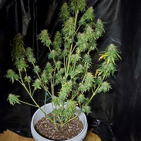 Tangie growlog photo: #HarvestDay