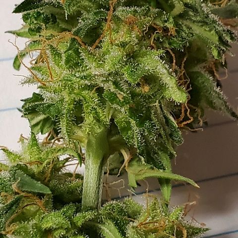 Tangie growlog timeline photo