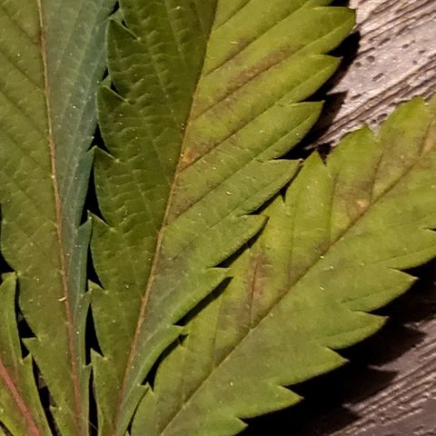 Durbie growlog photo: #lea-fdamage