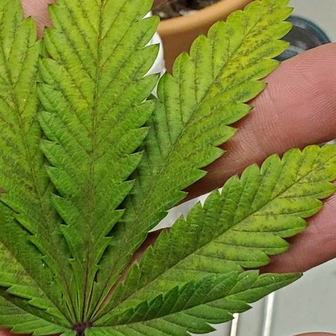 Durbie growlog photo: #lea-fdamage