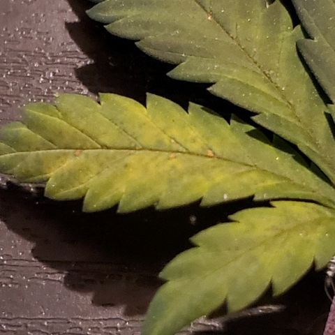 Durbie growlog photo: #lea-fdamage