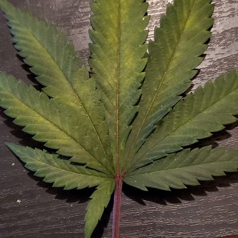 Durbie growlog photo: #lea-fdamage