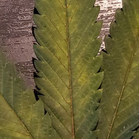 Durbie growlog photo: #lea-fdamage