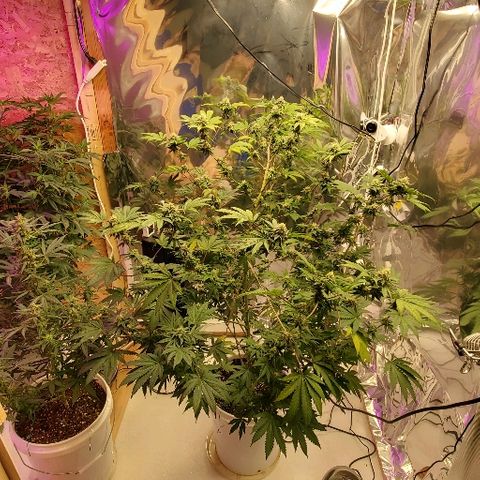Durbie growlog timeline photo