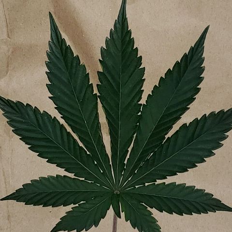 Lil Leary  growlog timeline photo