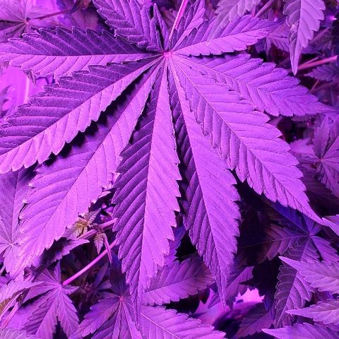 Lil Leary  growlog timeline photo